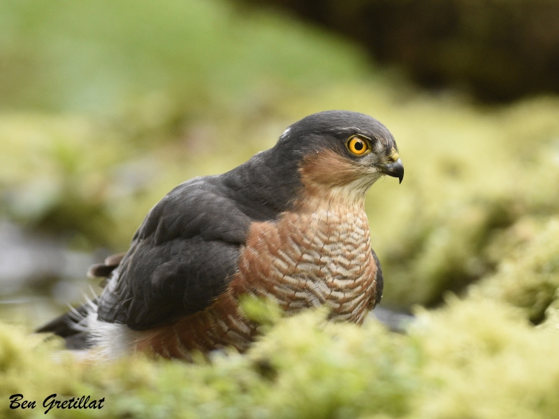 Photo Oiseaux Épervier d'Europe (Accipiter nisus)