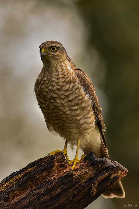 Photo Oiseaux Épervier d'Europe (Accipiter nisus)