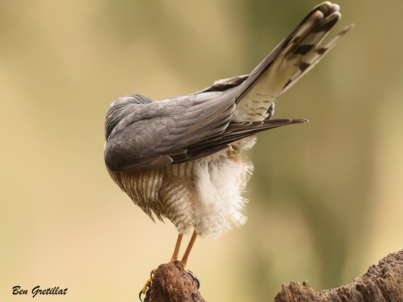 Photo Oiseaux Épervier d'Europe (Accipiter nisus)