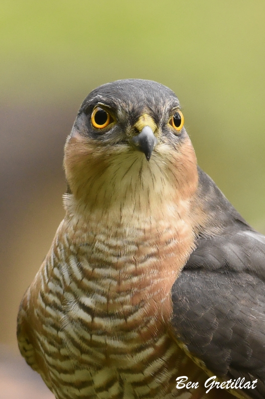 Photo Oiseaux Épervier d'Europe (Accipiter nisus)