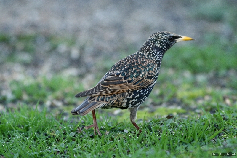 Photo Oiseaux Etourneau sansonnet (Sturnus vulgaris)