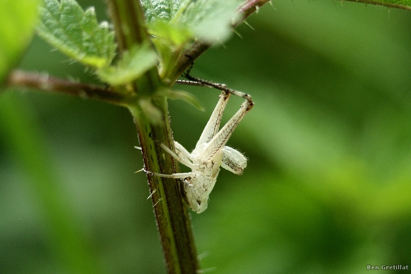 Photo Insectes Criquet (Caelifera sp.)