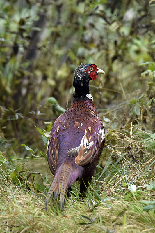 Photo Oiseaux Faisan de Colchide (Phasianus colchicus)