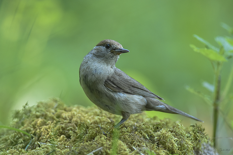 Photo Oiseaux Fauvette à tête noire (Sylvia atricapilla)