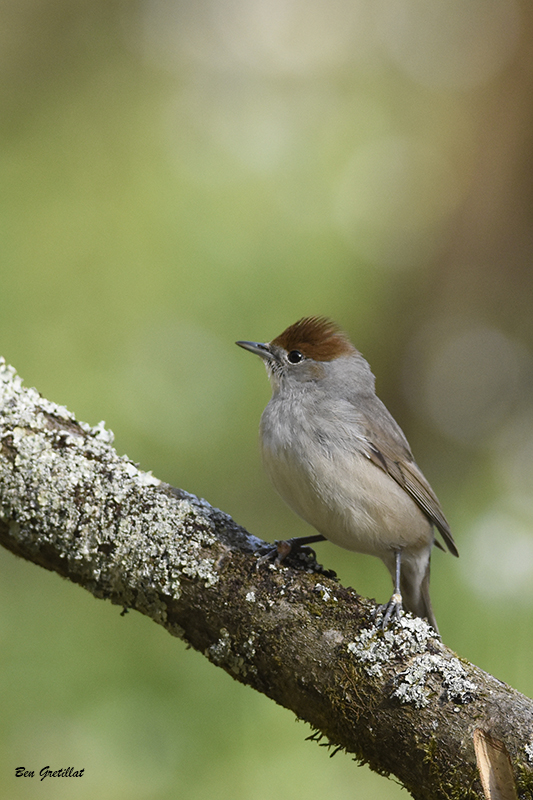 Photo Oiseaux Fauvette à tête noire (Sylvia atricapilla)