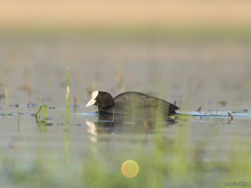 Photo Oiseaux Foulque macroule (Fulica atra)