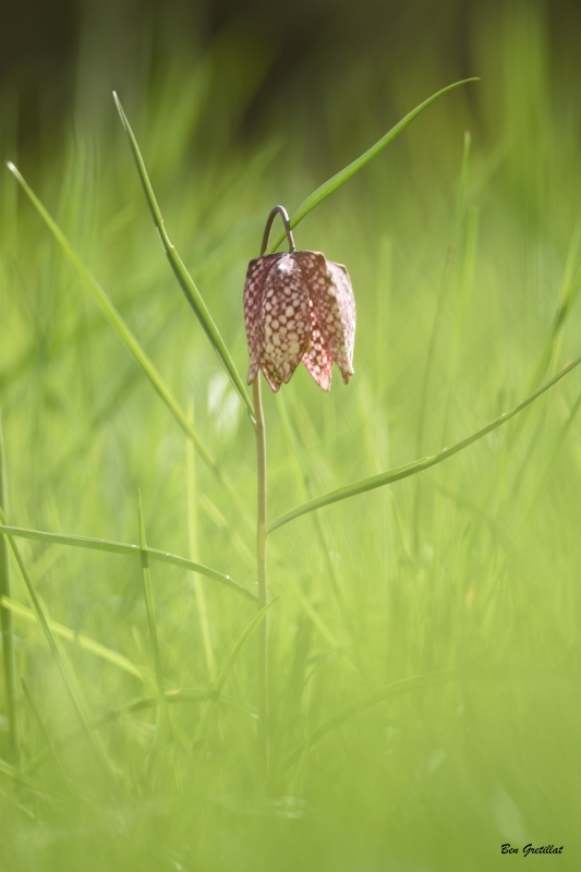 Photo Flore Fritillaire pintade (Fritillaria meleagris)