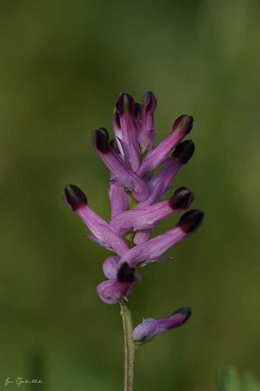 Photo Flore Fumeterre officinale (Fumaria officinalis)