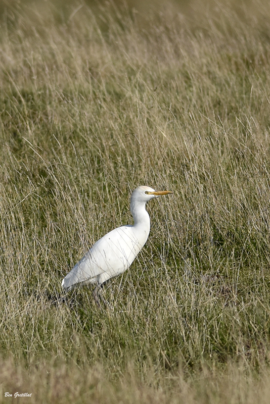 Photo Oiseaux Héron garde-boeufs (Bubulcus ibis)