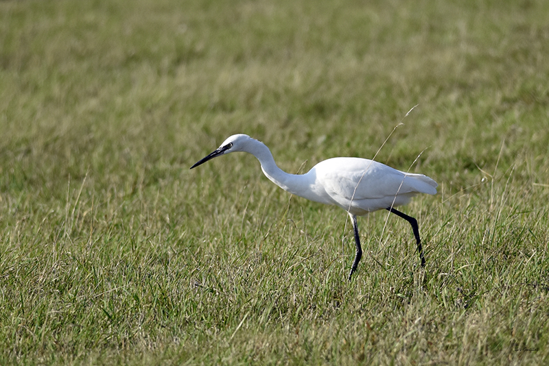 Photo Oiseaux Aigrette garzette (Egretta garzetta)