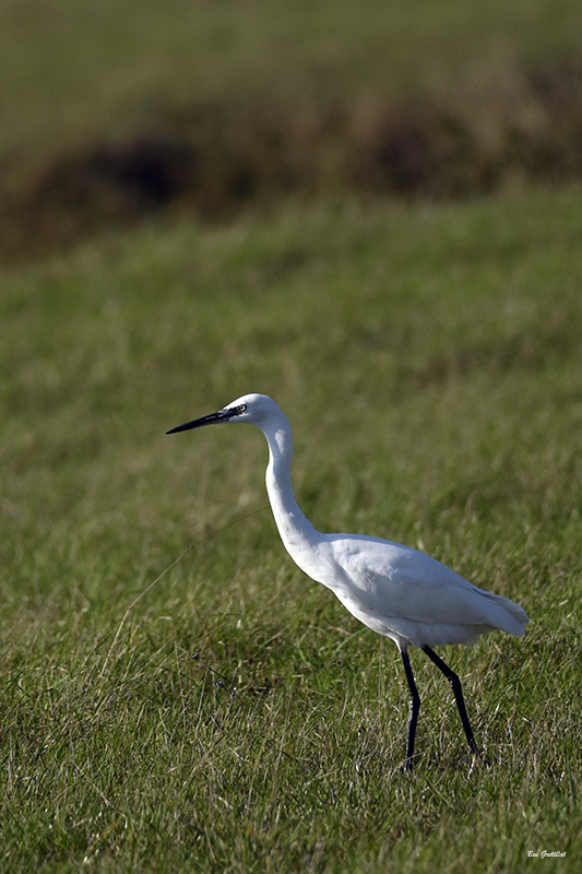 Photo Oiseaux Aigrette garzette (Egretta garzetta)