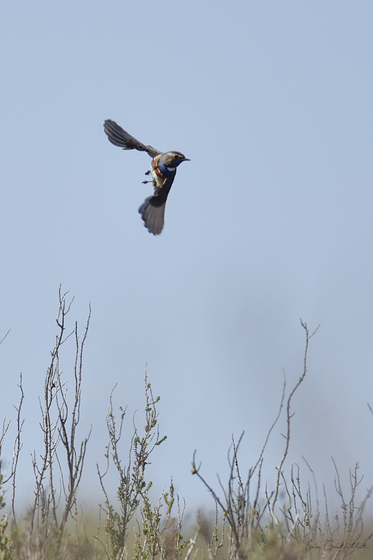 Photo Oiseaux Gorgebleue à miroir (Luscinia svecica)