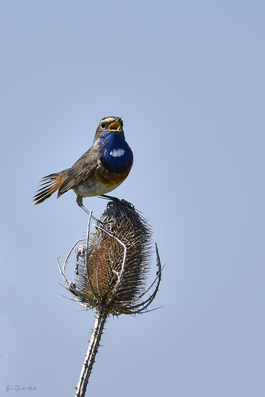 Photo Oiseaux Gorgebleue à miroir (Luscinia svecica)