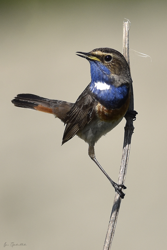 Photo Oiseaux Gorgebleue à miroir (Luscinia svecica)