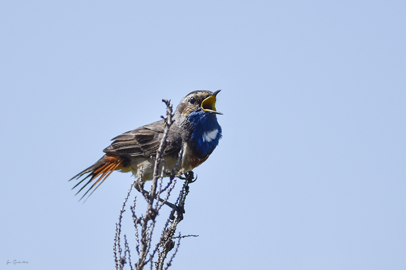 Photo Oiseaux Gorgebleue à miroir (Luscinia svecica)