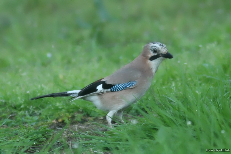 Photo Oiseaux Geai des chènes (Garrulus glandarius)