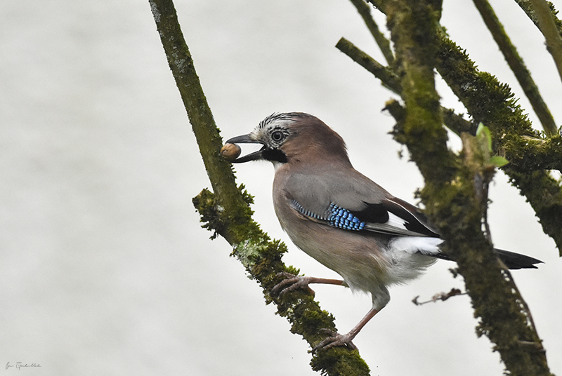 Photo Oiseaux Geai des chènes (Garrulus glandarius)