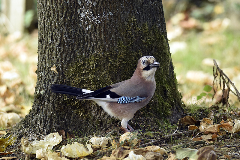 Photo Oiseaux Geai des chènes (Garrulus glandarius)