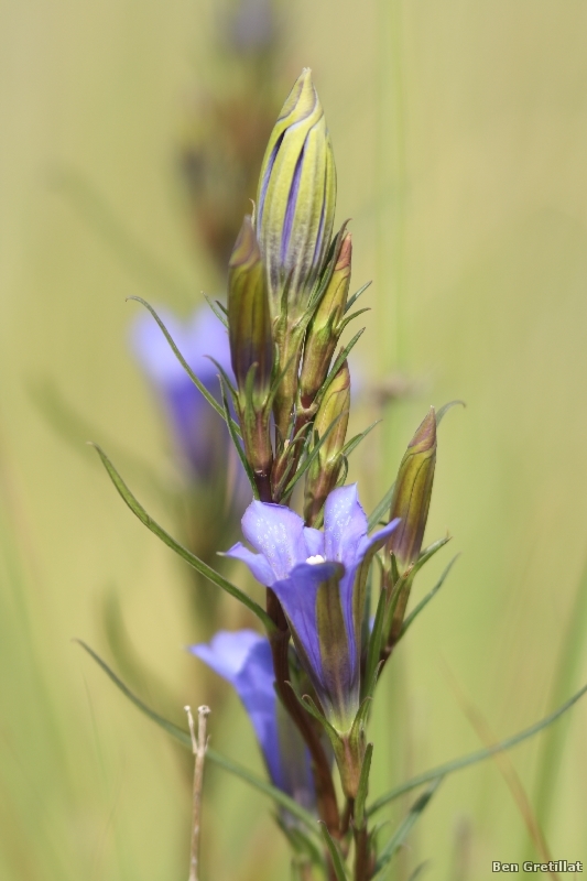 Photo Flore Gentiane pneumonanthe (Gentiana pneumonanthe)