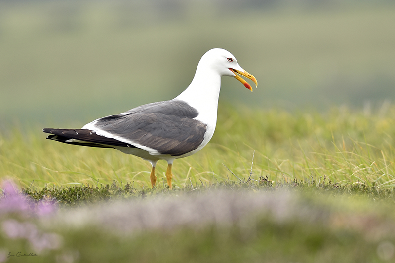 Photo Oiseaux Goéland