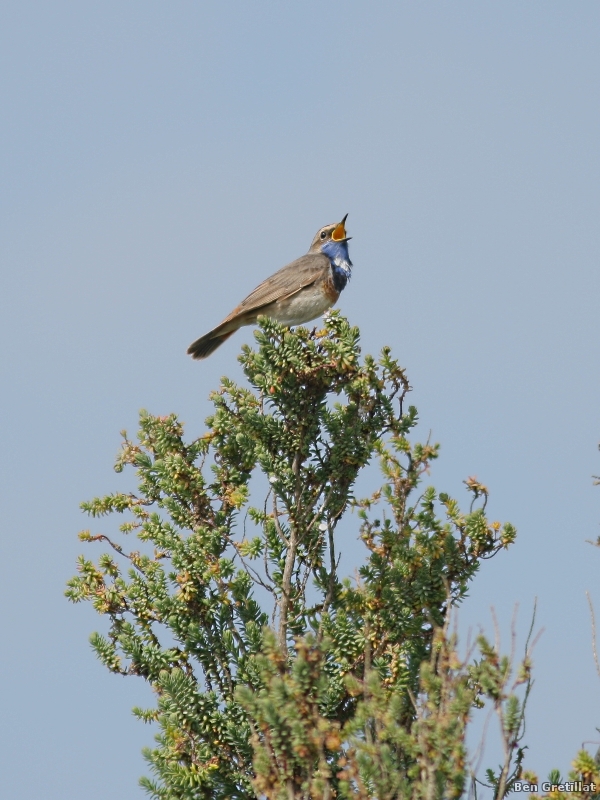 Photo Oiseaux Gorgebleue à miroir (Luscinia svecica)