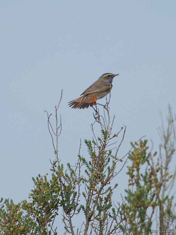 Photo Oiseaux Gorgebleue à miroir (Luscinia svecica)