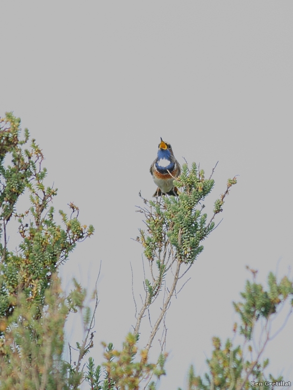 Photo Oiseaux Gorgebleue à miroir (Luscinia svecica)