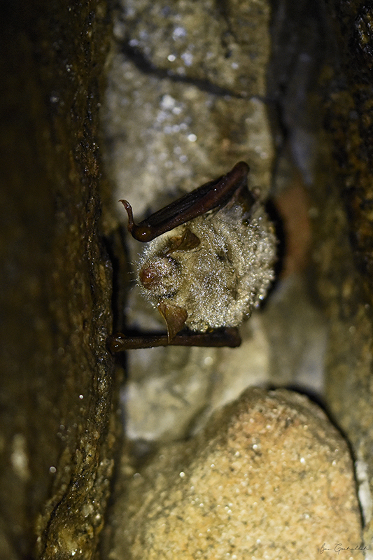 Photo Mammifères Grand Murin (Myotis myotis)