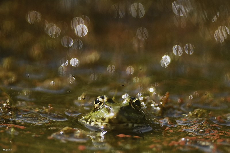 Photo Amphibiens Grenouille verte 