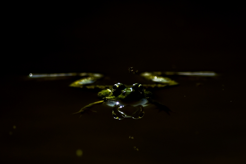 Photo Amphibiens Grenouille verte (Pelophylax sp.)