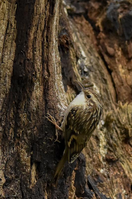 Photo Oiseaux Grimpereau des jardins (Certhia brachydactyla)