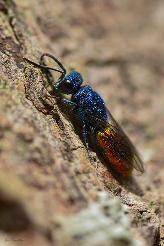 Photo Insectes Guêpe coucou (Chrysididae sp.)