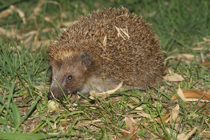 Photo Mammifères Hérisson commun (Erinacus europaeus)