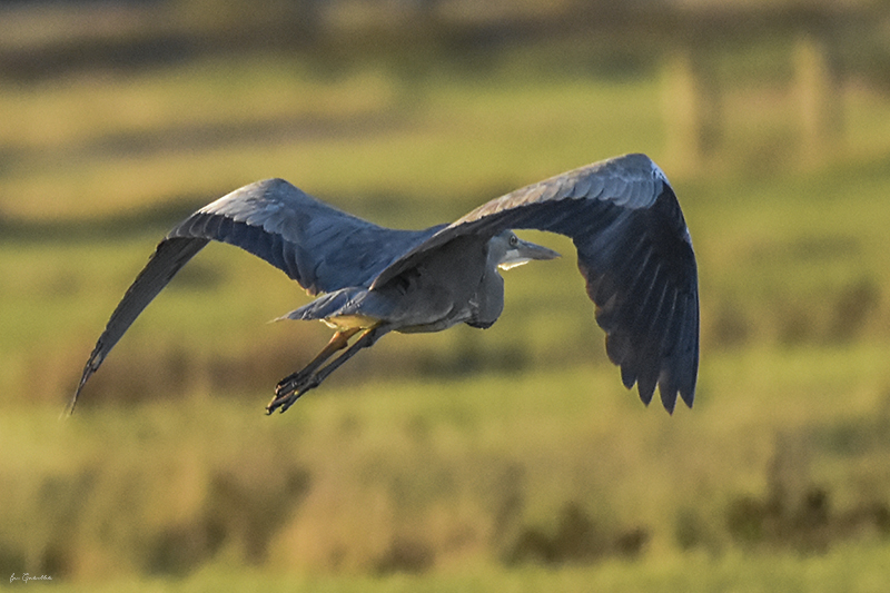 Photo Oiseaux Héron cendré (Ardea cinerea)