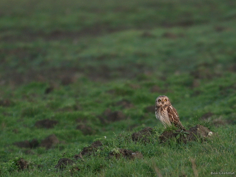 Photo Oiseaux Hibou des marais (Asio fammeus)