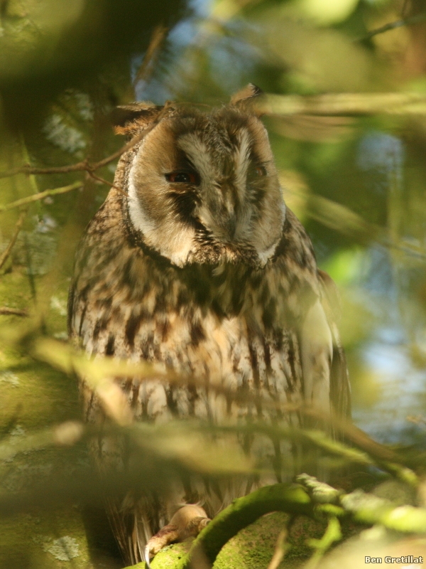 Photo Oiseaux Hibou moyen-duc (Asio otus)