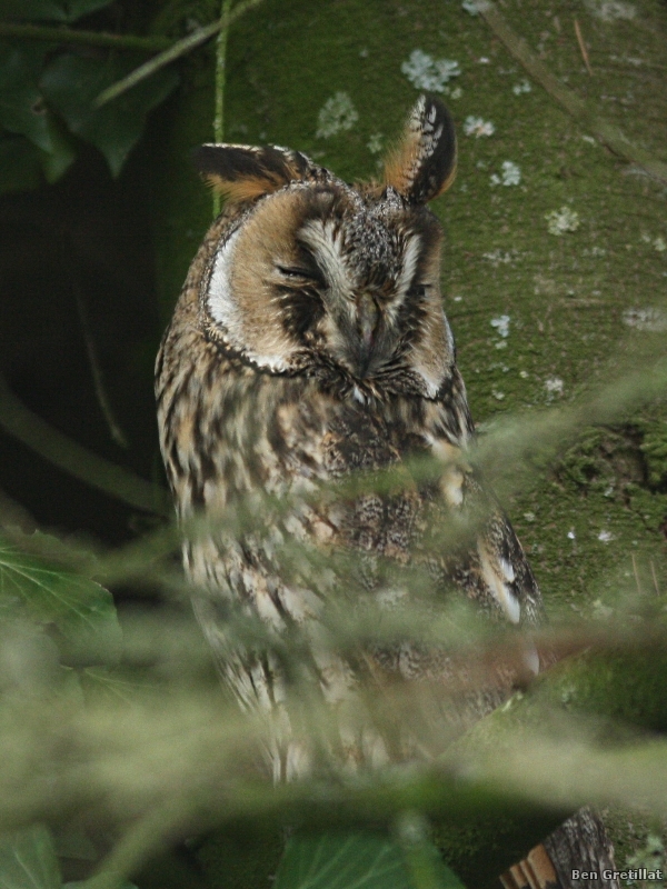 Photo Oiseaux Hibou moyen-duc (Asio otus)