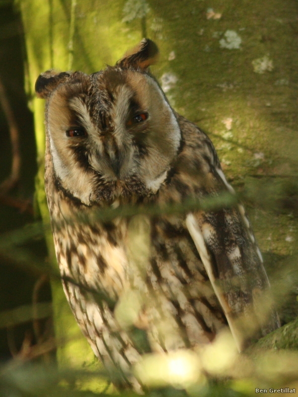 Photo Oiseaux Hibou moyen-duc (Asio otus)