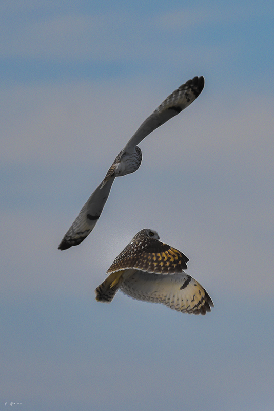 Photo Oiseaux Hibou des marais (Asio fammeus)