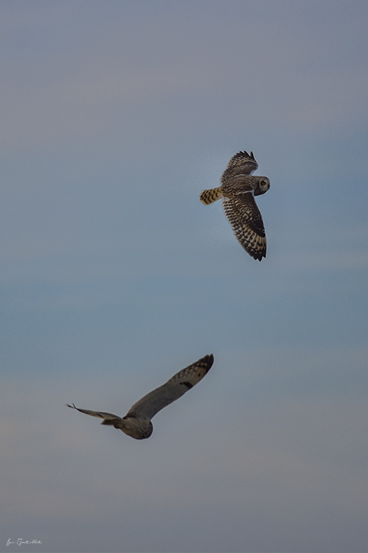 Photo Oiseaux Hibou des marais (Asio fammeus)