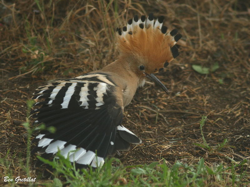 Photo Oiseaux Huppe fasciée (Upupa epops)