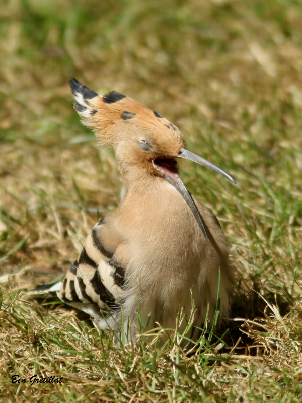 Photo Oiseaux Huppe fasciée (Upupa epops)