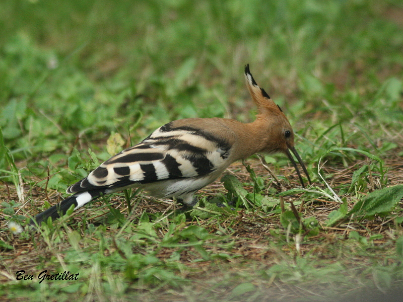 Photo Oiseaux Huppe fasciée (Upupa epops)