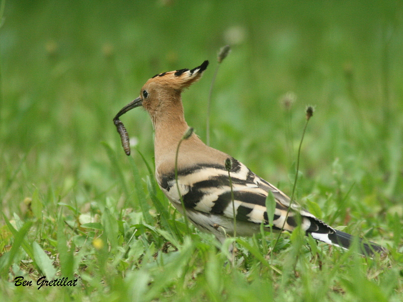 Photo Oiseaux Huppe fasciée (Upupa epops)