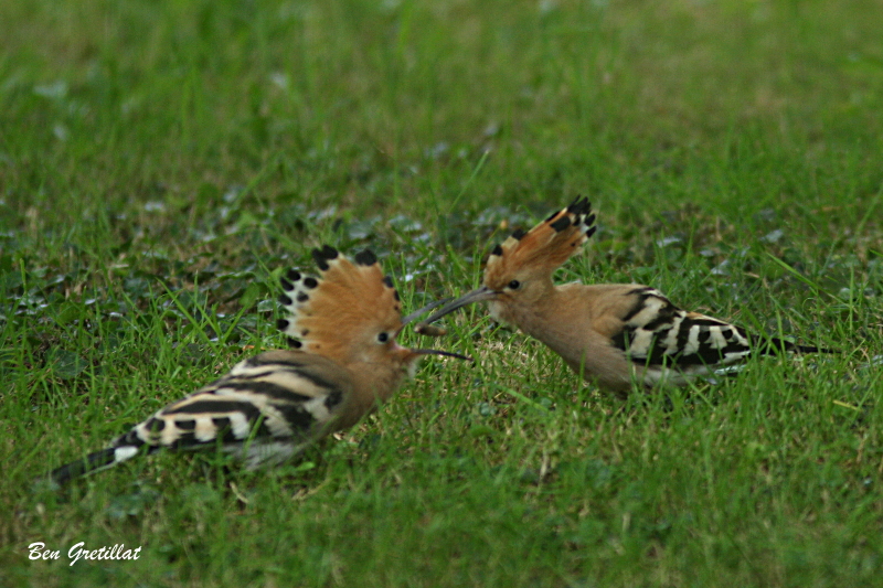 Photo Oiseaux Huppe fasciée (Upupa epops)