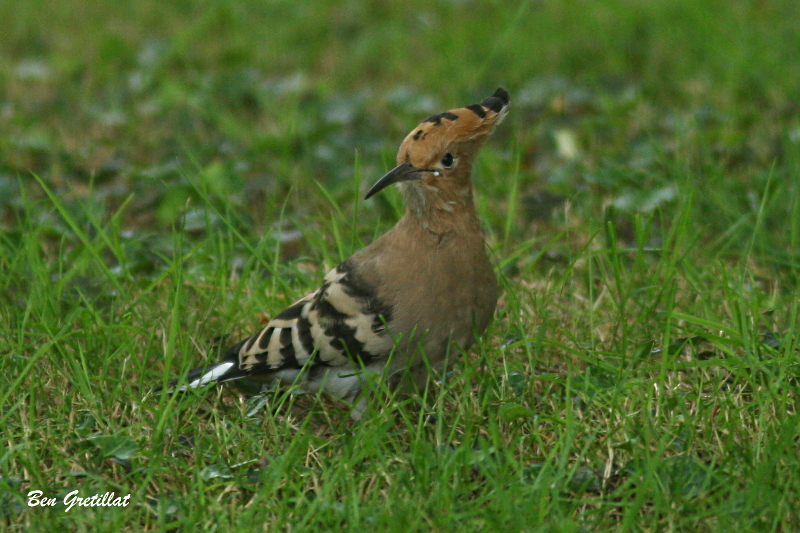 Photo Oiseaux Huppe fasciée (Upupa epops)