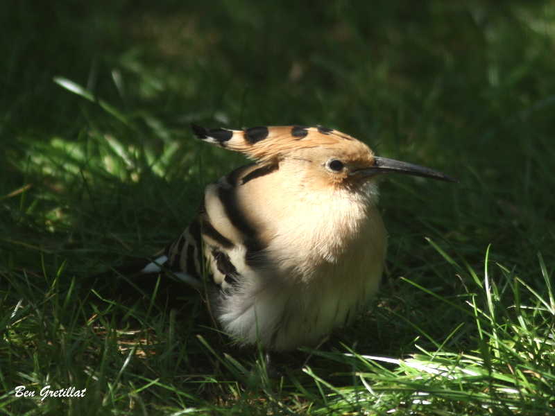 Photo Oiseaux Huppe fasciée (Upupa epops)