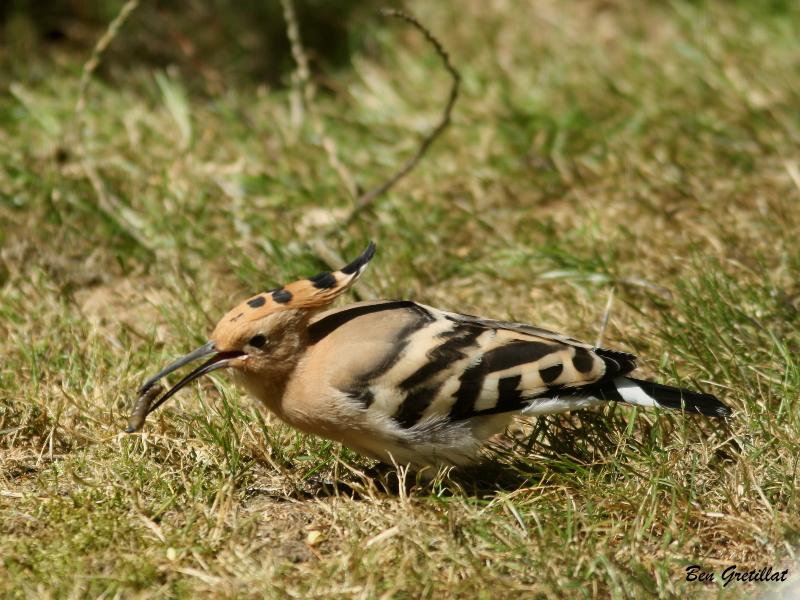 Photo Oiseaux Huppe fasciée (Upupa epops)