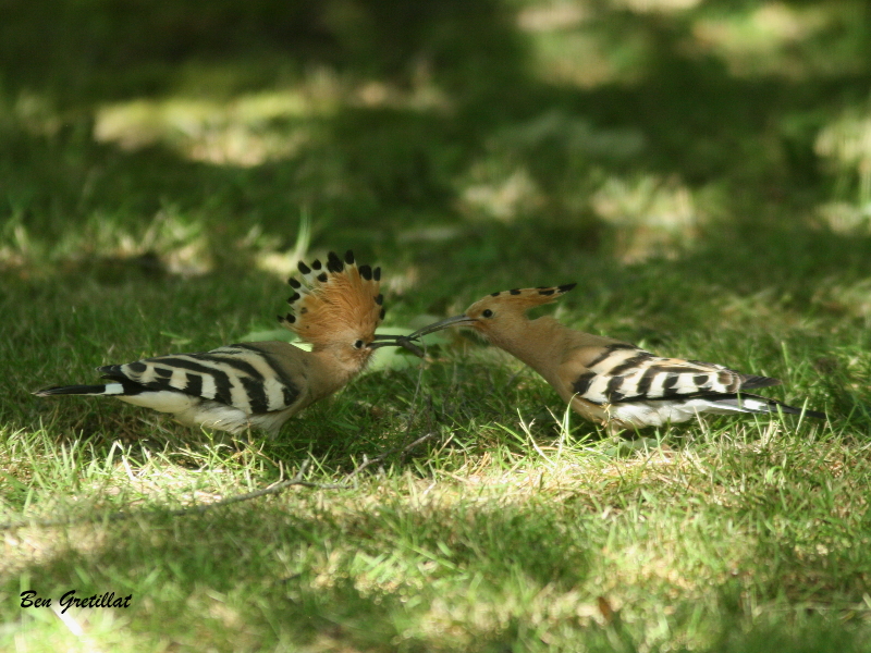 Photo Oiseaux Huppe fasciée (Upupa epops)