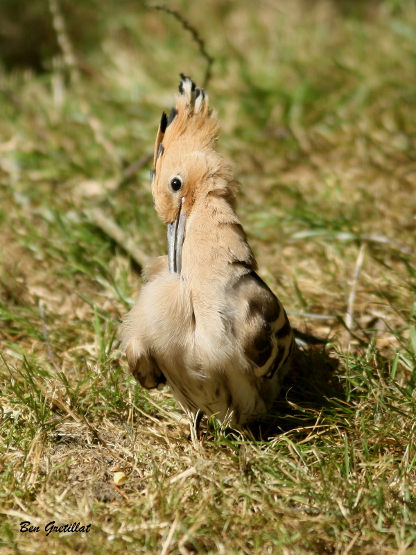 Photo Oiseaux Huppe fasciée (Upupa epops)